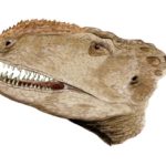Abelisaurus head