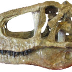 Abelisaurus skull scaled