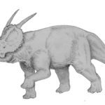 Achelousaurus horn