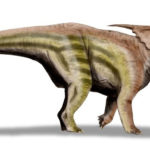 Achelousaurus right view