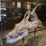 Achelousaurus skull