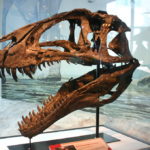 Acrocanthosaurus skull