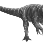Afrovenator reconstruction