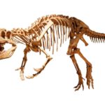Afrovenator skeleton