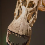 Alamosaurus skull