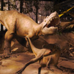 Albertosaurus fightinh scaled