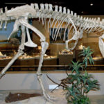 Albertosaurus skeleton