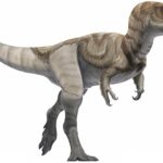 Alioramus running