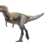 Alioramus walking scaled