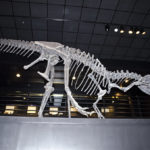 Allosaurus skeleton