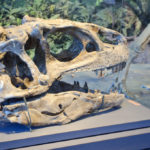 Allosaurus skull skeleton