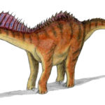Amargasaurus left view