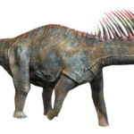 Amargasaurus right view