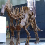 Amargasaurus skeleton