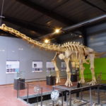 Ampelosaurus skeleton scaled