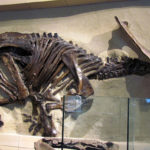 Anchiceratops skeleton
