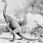 Anchisaurus long neck