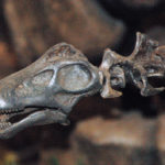 Apatosaurus head specimen