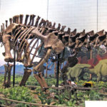 Apatosaurus skeleton
