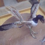 Archaeopteryx flexing