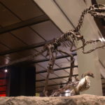 Archaeopteryx skeleton