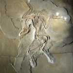 Archaeopteryx specimen