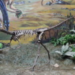 Archaeornithomimus skeleton