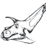 Arrhinoceratops head