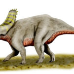 Arrhinoceratops horn