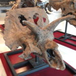 Arrhinoceratops skull scaled