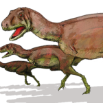 Aucasaurus running