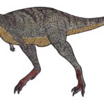 Aucasaurus sharp teeth scaled