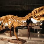 Aucasaurus skeleton