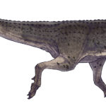 Aucasaurus walking