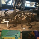 Avaceratops skeleton scaled