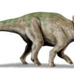 Avaceratops walking