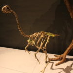 Avimimus skeleton scaled