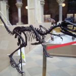 Bambiraptor skeleton