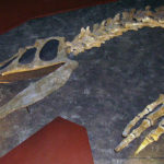Baryonyx head and forelimb