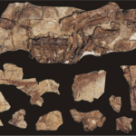 Beipiaosaurus fossil