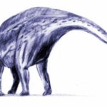 Brachytrachelopan long tail