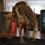 Brachytrachelopan skeleton