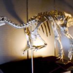 Camptosaurus skeleton scaled