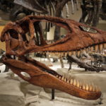 Carcharodontosaurus skull