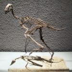 Caudipteryx skeleton