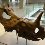 Centrosaurus skull