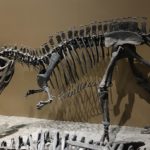 Ceratosaurus skeleton