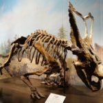 Chasmosaurus skeleton