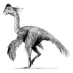 Chirostenotes feathered
