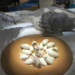 Citipati nest
